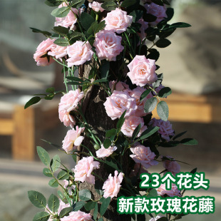 ���滨��õ�廨���ٗl�����ٻ��G�~�p�@�Ҿ��bGֲ�߷���ֲ��