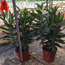 百合种子价格 百合种子价格品牌 图片 价格 百合种子价格批发 阿里巴巴 百合种子价格 百合种子价格品牌 图片 价格 百合种子价格批发 阿里巴巴