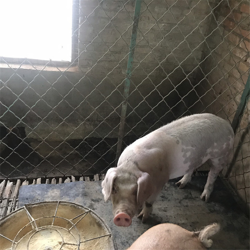 Changtai female piglet Changtai Piglet Two yuan sow Price Changbai Fatten Pig Price