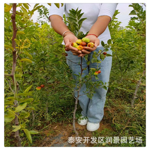 ̩�����������l �޽ӗ�����Ʒ�N  �ڸд��� մ���������繩��