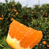 Late oranges Navel orange 58 On behalf of wholesale