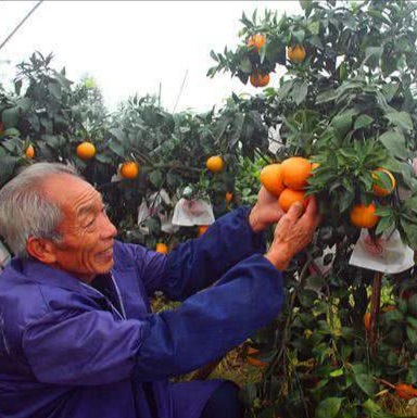 Золотая осень сахарный мандарин 5