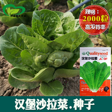 汉堡沙拉生菜种子 阳台菜园可盆栽嫩绿脆嫩沙拉生菜籽 蔬菜种子