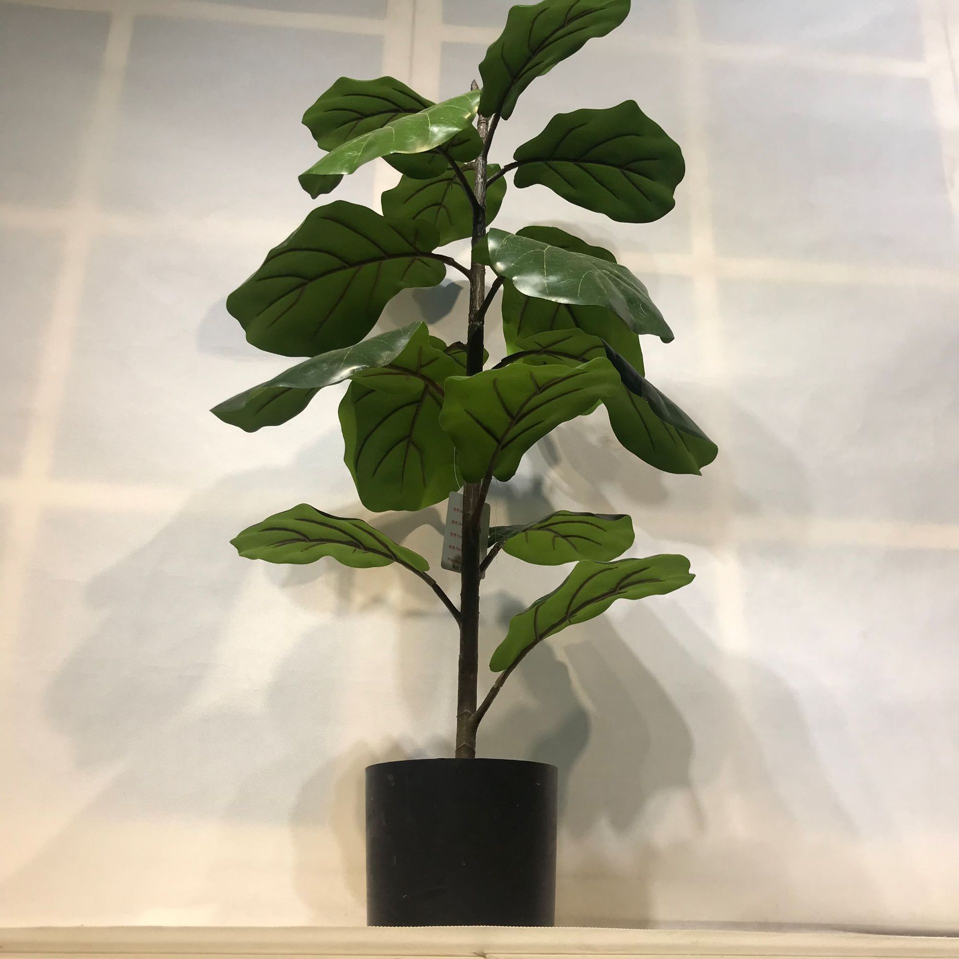 阔叶植物图片,室内,名称_大山谷图库