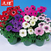 Anemone seed Harmony series Potted plant courtyard plant Not easy to plant