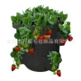 植物多口ebay3彩色种植袋