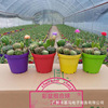 Base direct criticism of cactus cactus, mixed coral stick, Wanzhong Mountain Golden Make Palm In indoor desktop succulent