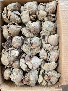 ����ֱ�N�^�p���� С����ֲ�� �N�򻨻� ˮ�ɻ��N��