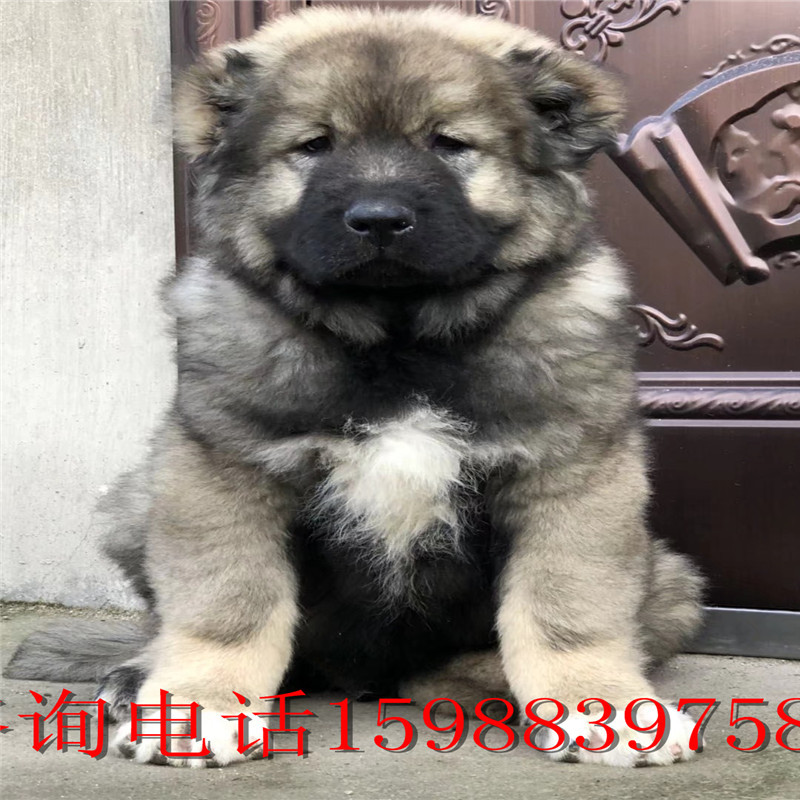 健康純種高加索犬幼犬活體巨型俄羅斯大骨架寵物犬熊版巨型定金價