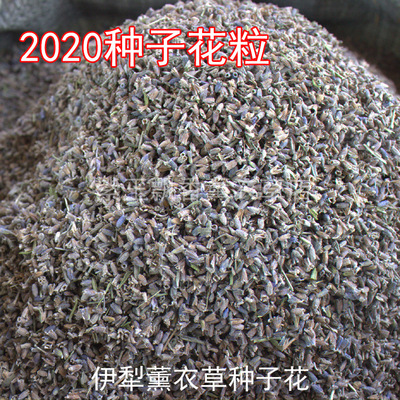 Xinjiang Ili Place of Origin Direct selling Lavender seed A Jin Deliver goods Deodorization To taste Sachet pillow Filling