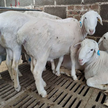 河南附近有的养羊繁育基地吗 澳洲白羊品种怎么样