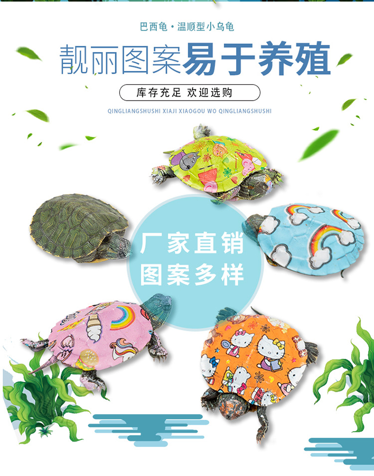 乌龟_02
