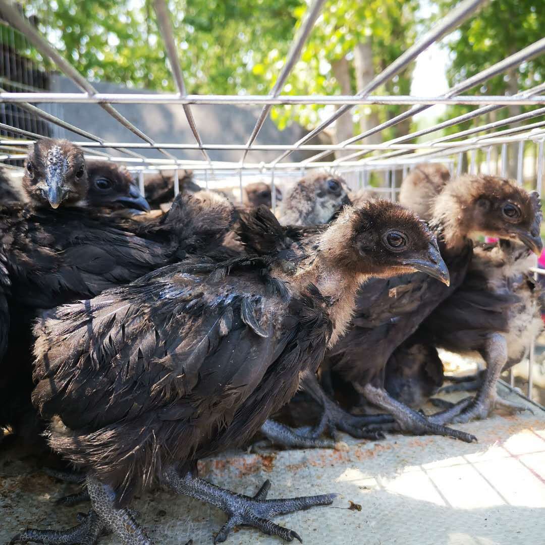 高产绿壳蛋鸡 绿壳蛋鸡苗价格 绿壳蛋鸡苗批发 嘉沃养殖