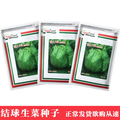 鳳鳴雅世 鐵人耐熱結球生菜種子10克 四季農家蔬菜種子菜種籽批發