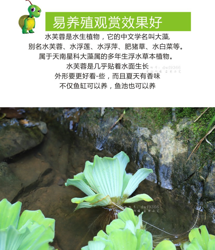 牡丹浮萍水芙蓉类水培浮性水草活体真植物鱼缸景观造景阳台植物 供应产品 沭阳县大拇指绿化有限公司