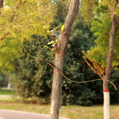 廠家一體傳統弓箭層壓傳統弓 戶外射箭20-40磅可選美獵反曲弓