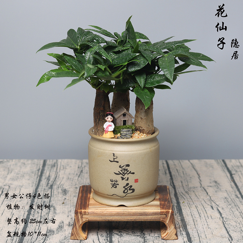 Fortune Tree Popular Plants Office Purifying the Air Four Seasons…