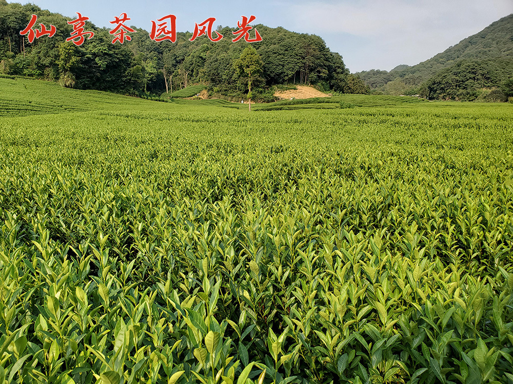 仙享茶园风光5