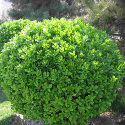 green engineering Seedlings Holly trees Holly Ball Euonymus ball Evergreen Cold-resistant Botany