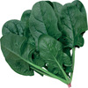 Green God F1186 Spinach Seeds Grand Circle Large Leaf Black Leaf Spinach Seed Vegetable Vegetable Seeds 300 grams