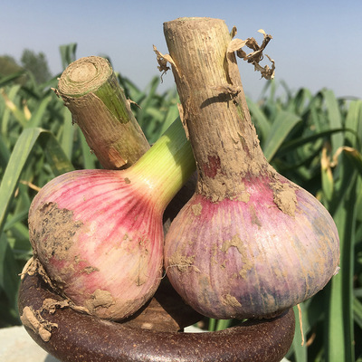 【紫皮干蒜】河南紫皮大蒜红皮蒜头山东大蒜5斤装|ms