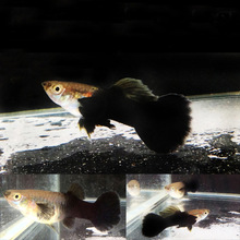 水族宠物孔雀鱼活体黑玫瑰凤尾鱼热带观赏淡水鱼草缸群游上层批发
