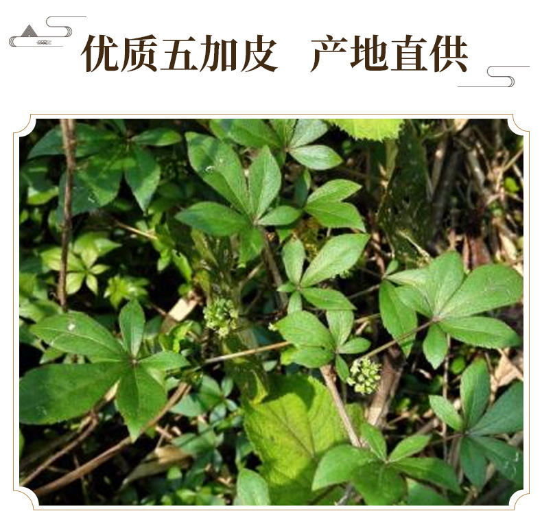 Wu Jia Pi Powder Acanthopanax Bark 60-200 Mesh Culinary Herbal Powder 500g key features