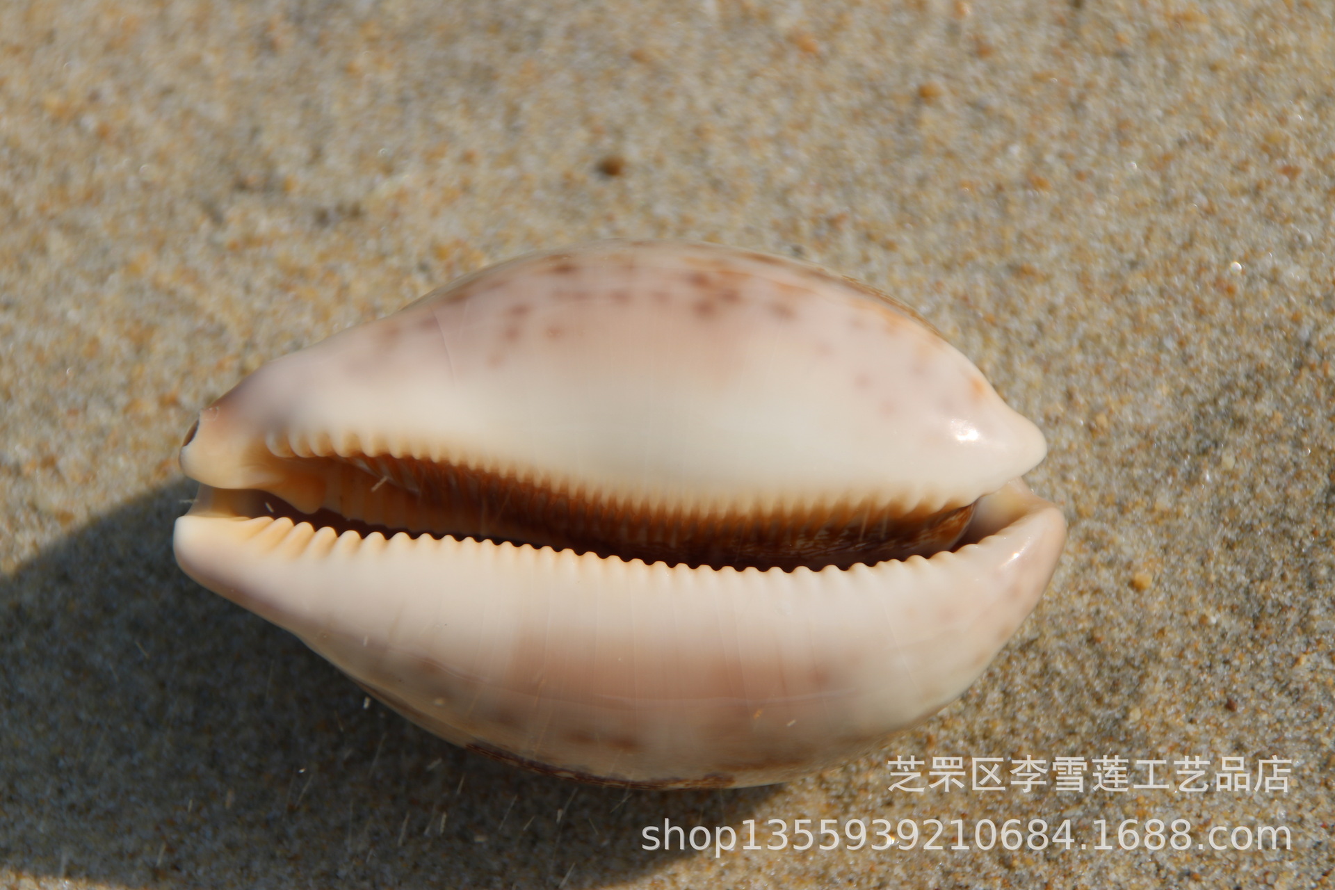 海螺摄影图__海洋生物_生物世界_摄影图库_昵图网nipic.com