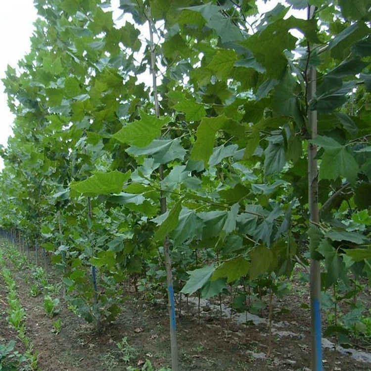 Саженцы французского платана быстрорастущие саженцы французского платана саженцы псевдоним платана деревья