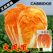 红心白菜种子白菜籽红白菜种籽菜种菜籽蔬菜种子四季蔬菜种子批发