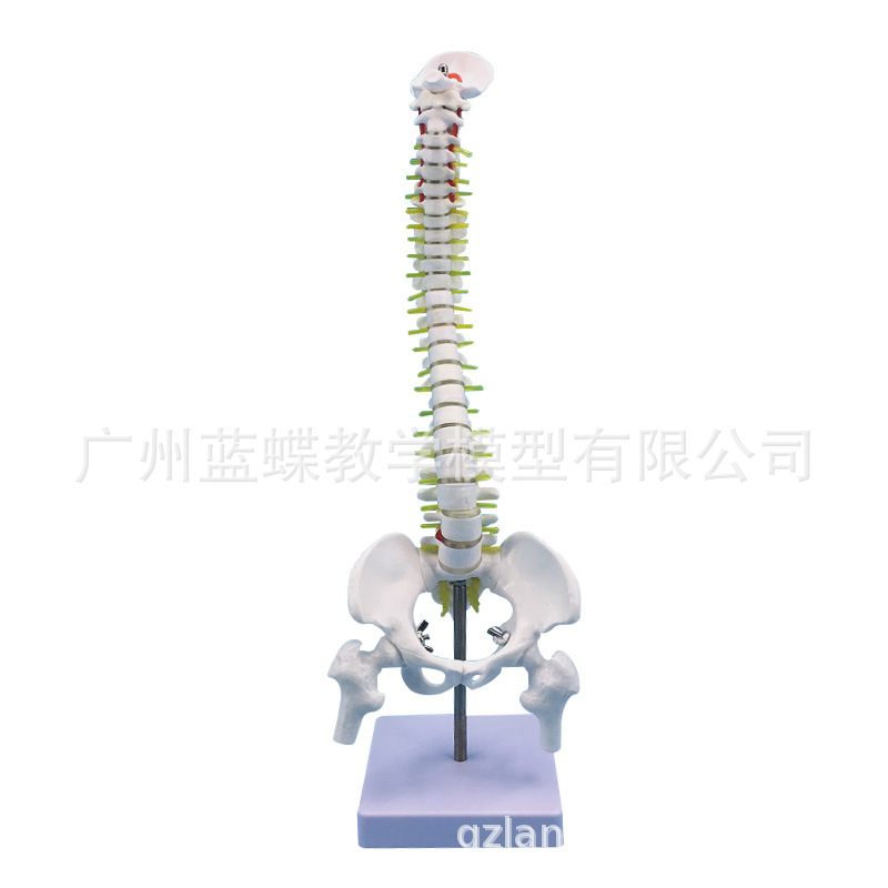 45立式脊柱带骨盆及股骨-主图5
