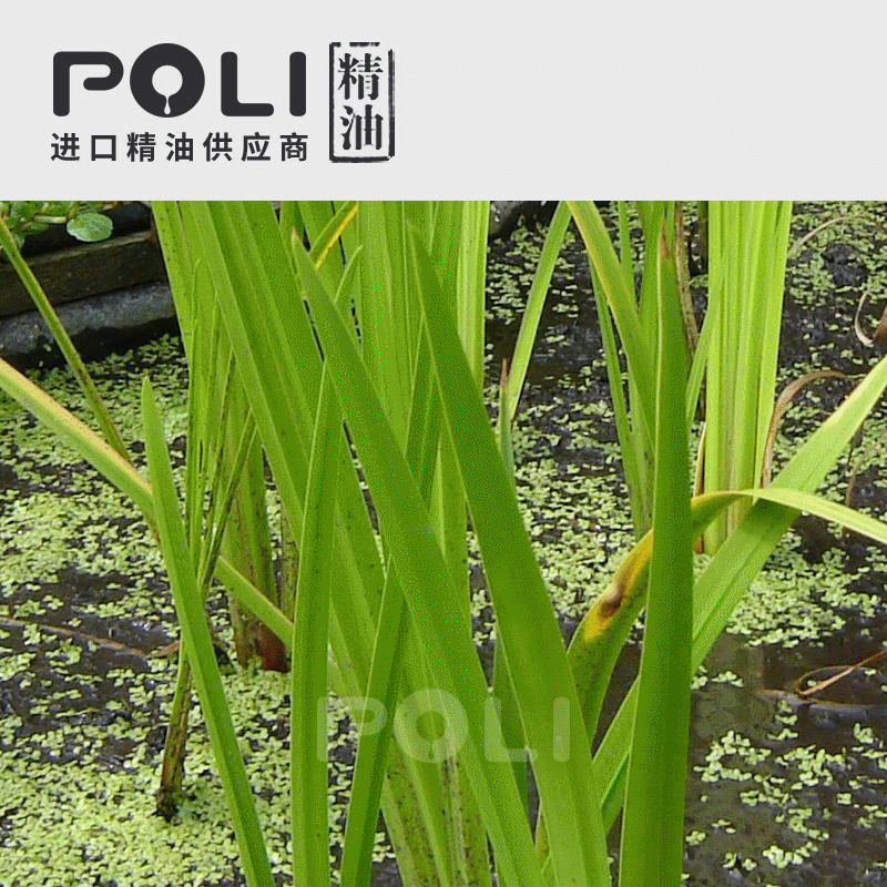 印度进口菖蒲根精油颇黎供应单方精油原料按摩护肤精油oem贴牌 阿里巴巴