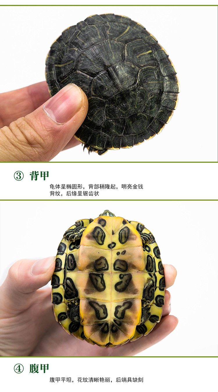 乌龟_03