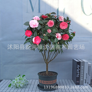 ����ɽ�軨�������Ԏ���������ֲ���҃Ⱥ��B�ļ��_�������ͺ�����