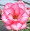 Desert rose seed wholesale polysemite plant succulent potted flower seed flower garden