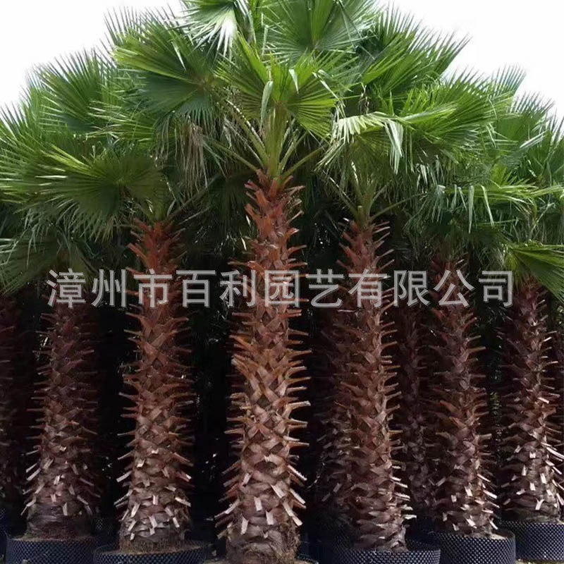 加拿利海枣 (6).jpg