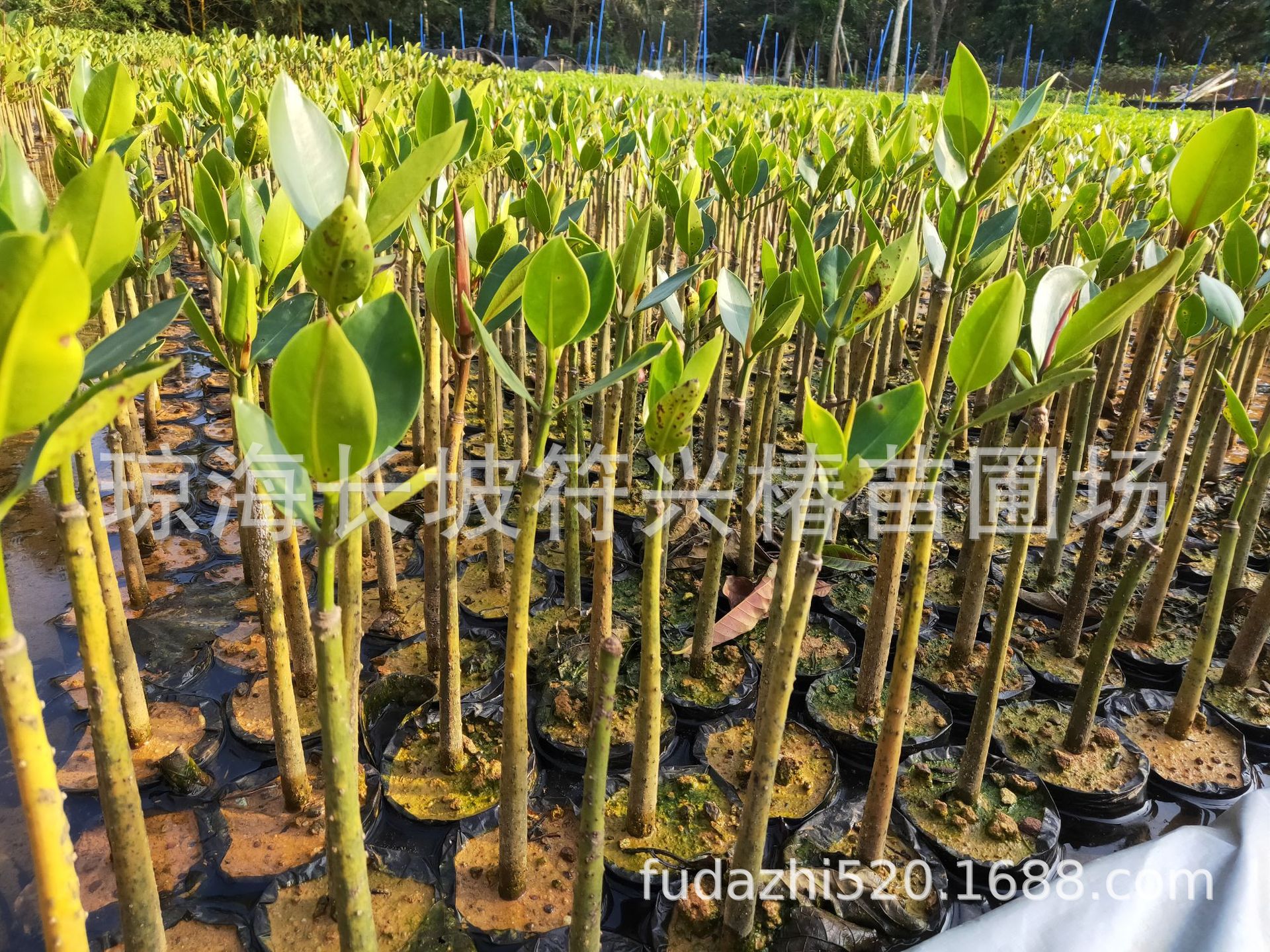 长期批量销售滩涂防风护林树种红海榄-阿里巴巴