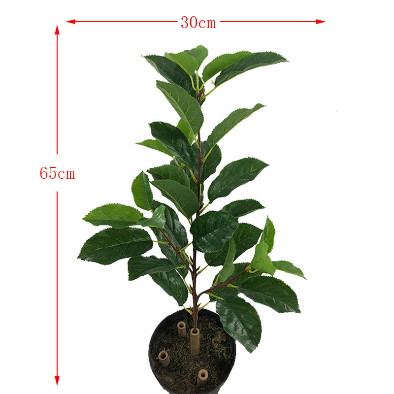 XRB-171梨叶五叉枝 1.jpg