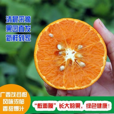 廣西茂谷柑；非沃柑非皇帝柑非貢柑；新鮮采摘，甘甜多汁