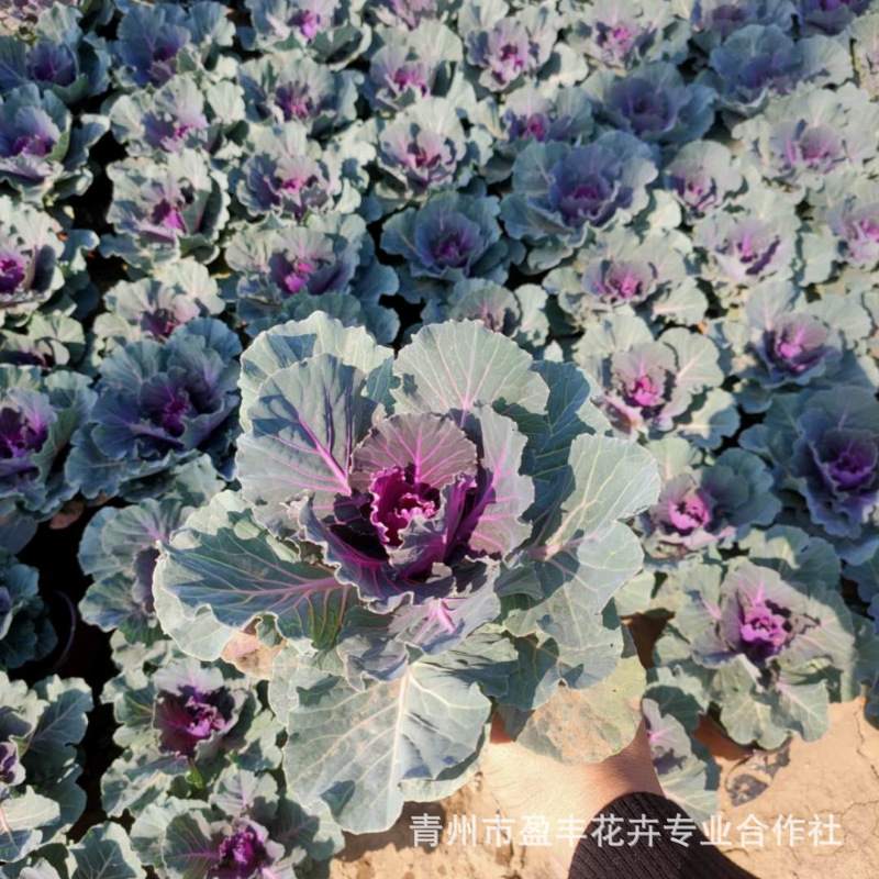 微信图片_202010301550402