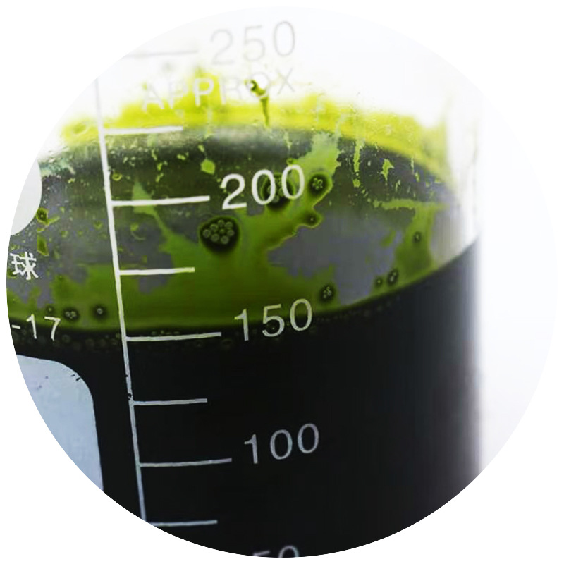 大量批发海水小球藻浓缩液液轮虫等水产养殖用试用方便快捷