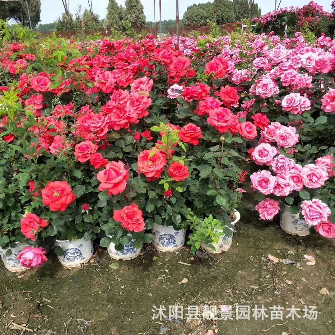 大花月季批发 观花绿植物室内阳台盆栽 大花灌木月季 规格齐全