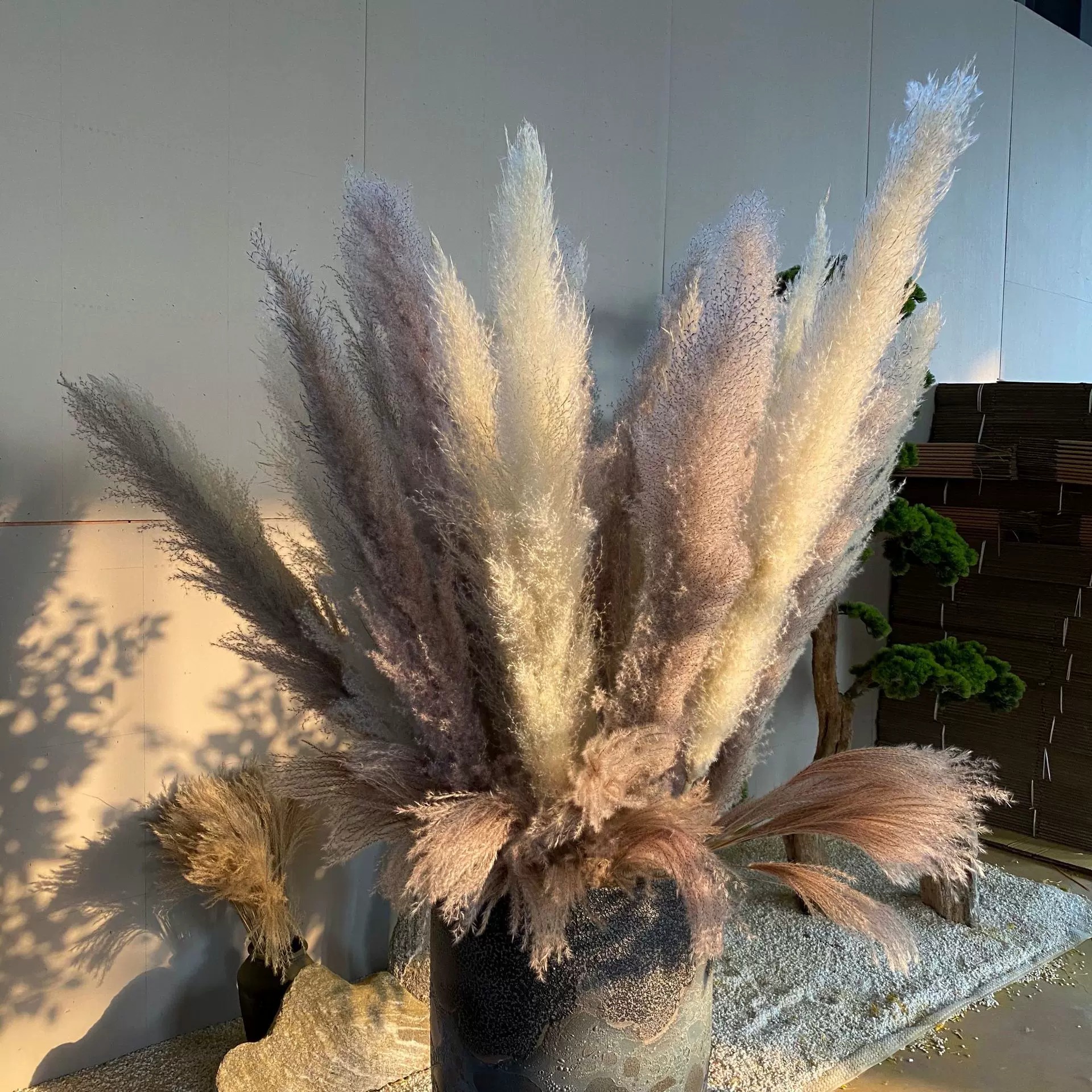天然芦苇干花花束大蓬松北欧落地装饰婚礼现场布置大穗蒲苇批发