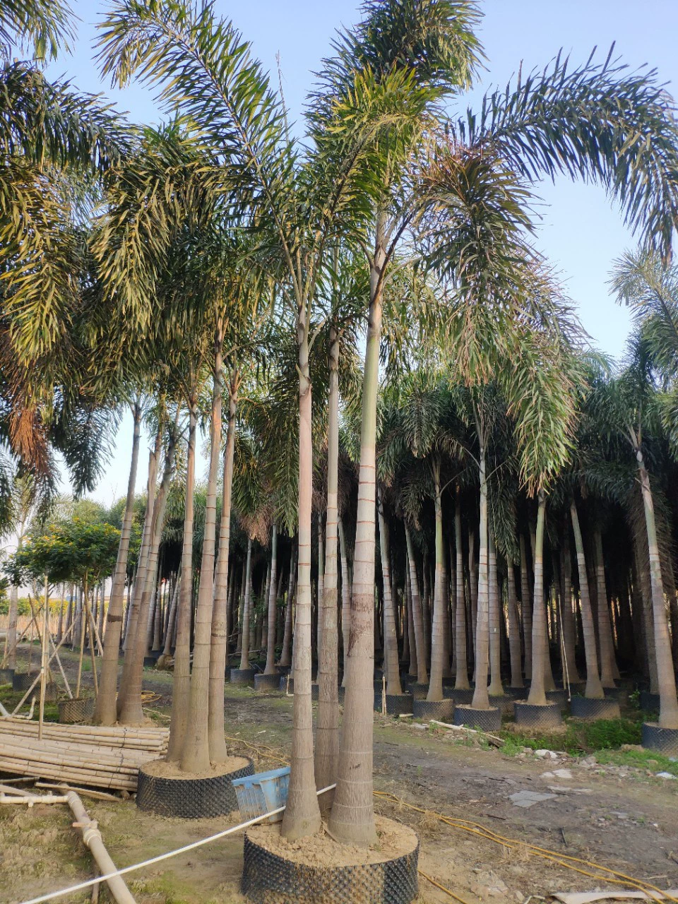 201 Поставка двухстержневой трехклювой лисохвостой кокосовый кокосовый куст с 5-7-метровым искусственным саженцем лисохвост