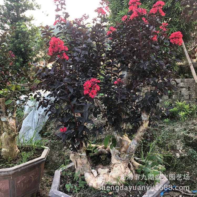 IMG_5442(20200224-230244)