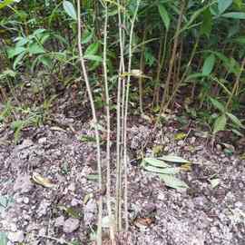 供应花椒种子 毛叶花椒 油叶花椒 花椒苗牛大力苗五指