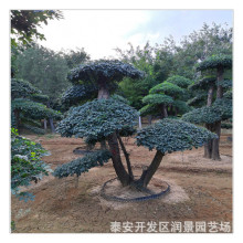 泰安造型白蜡树基地 园林绿化 对节白蜡树苗价格