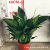 Base direct approval ｜ Princess wine white palm, sailing, potted indoor flowers, green plants purify air