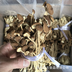 Junzhi Guangchang Cut Tea Tree Groomry Dry Dry Capital Wholesale Rone Rone Rone