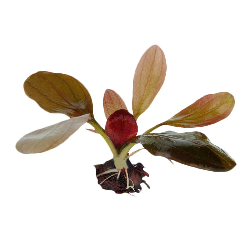 红旦皇冠 中前后景草 鱼缸装饰造景  水族箱 活体水草光合水草|ms